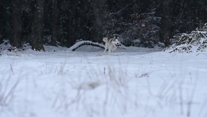 快乐的哈士奇在森林附近的白雪皑皑的草地上奔跑，与狗一起冬季散步，宠物慢动作。