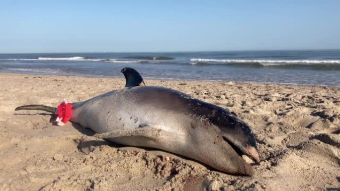 死海豚在沿海海滩上冲上岸