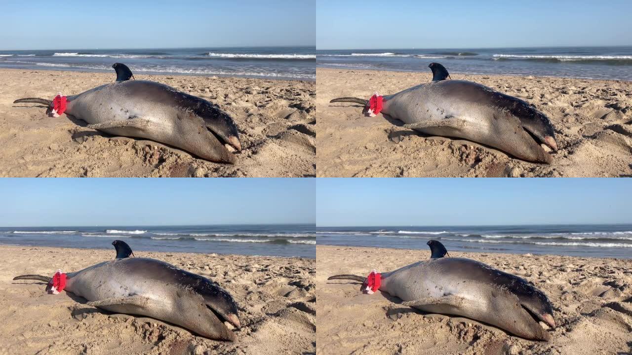 死海豚在沿海海滩上冲上岸