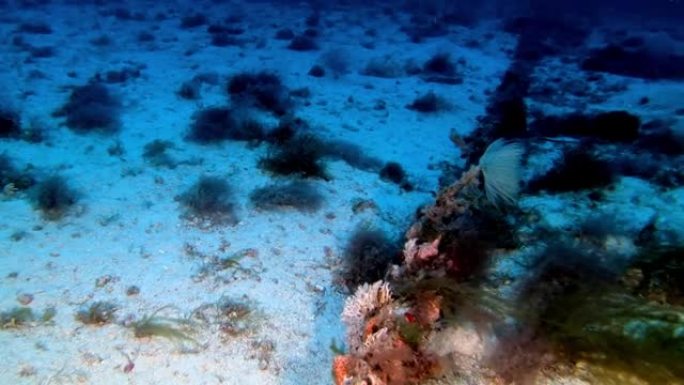 海底生物-深海海底的螺旋图