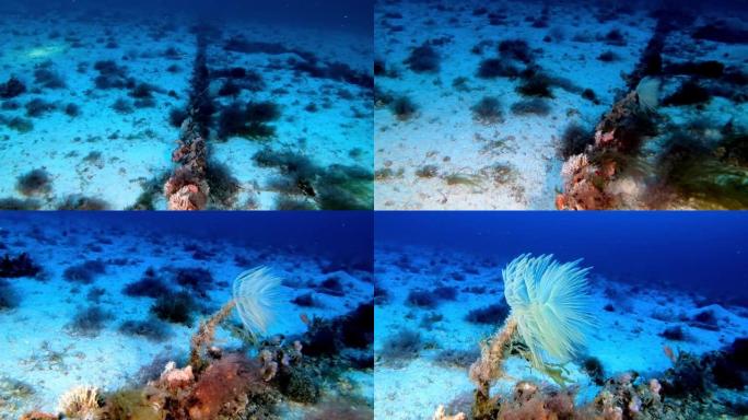 海底生物-深海海底的螺旋图
