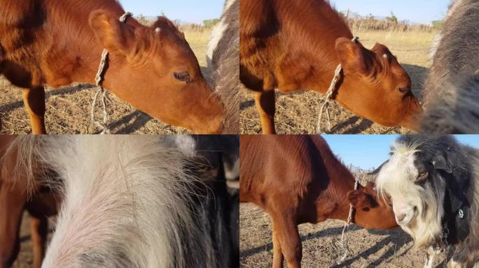 在炎热的夏天阳光明媚的乡村农场，棕色红色的大牛吃草在干燥的脱水干草草坪草地上。牛的特写镜头。公牛山羊