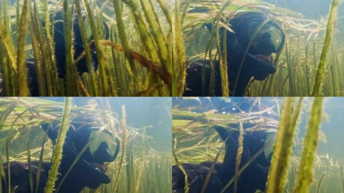 浑浊的湖里的自由潜水者。穿着潜水衣的渔夫在淡水湖的水下游泳