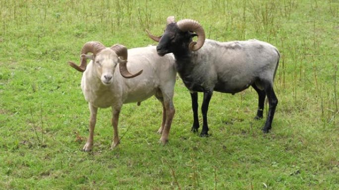 荷兰放牧雄性 (ram) 大角羊爬上另一只公羊