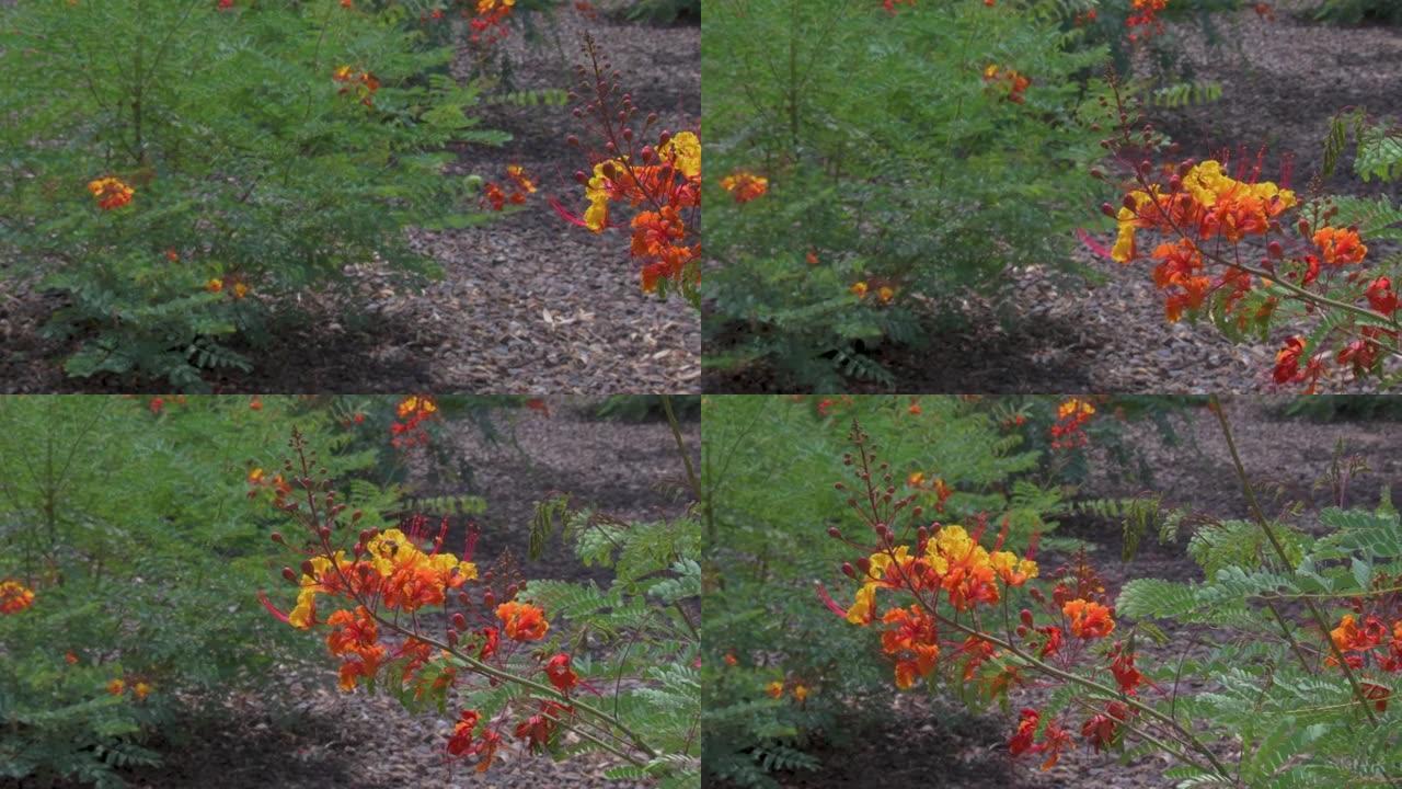 红色墨西哥天堂鸟植物的左右滑块夹