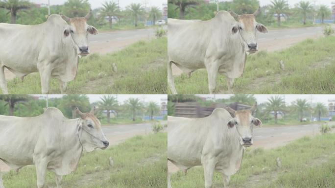 西哈努克街上的奶牛。柬埔寨。亚洲