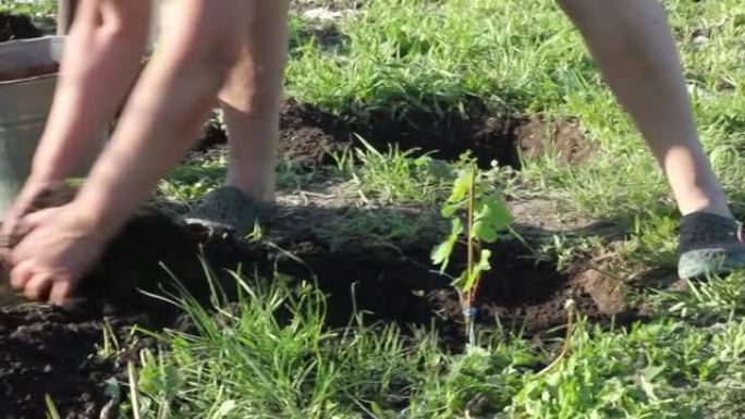 妇女在葡萄种植园的一个洞中种植葡萄藤蔓的年轻多汁绿色植物