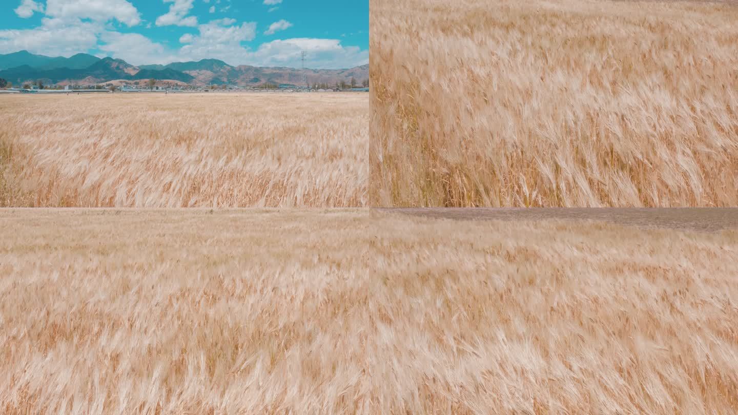 金色麦浪小麦 麦田 麦子成熟