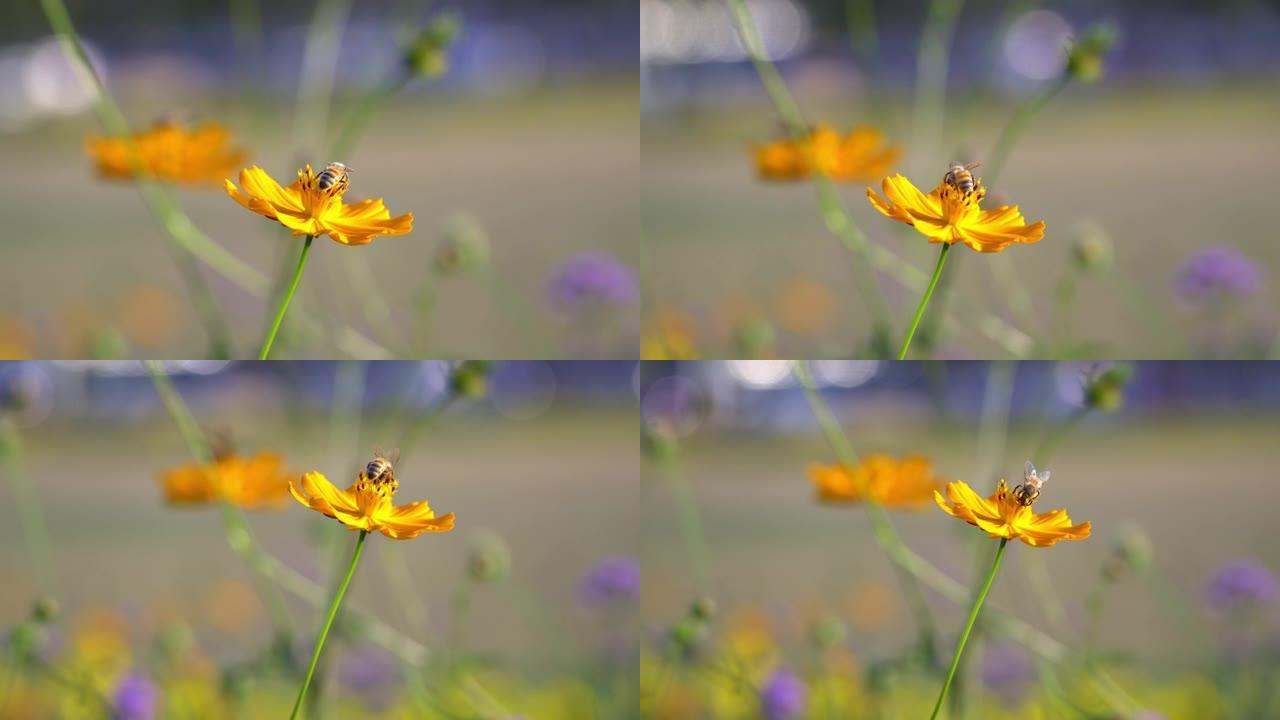 蜜蜂摇曳的花花头开放的花卉
