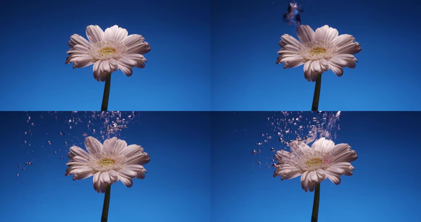 白色菊花在蓝色背景上的水中产生气泡