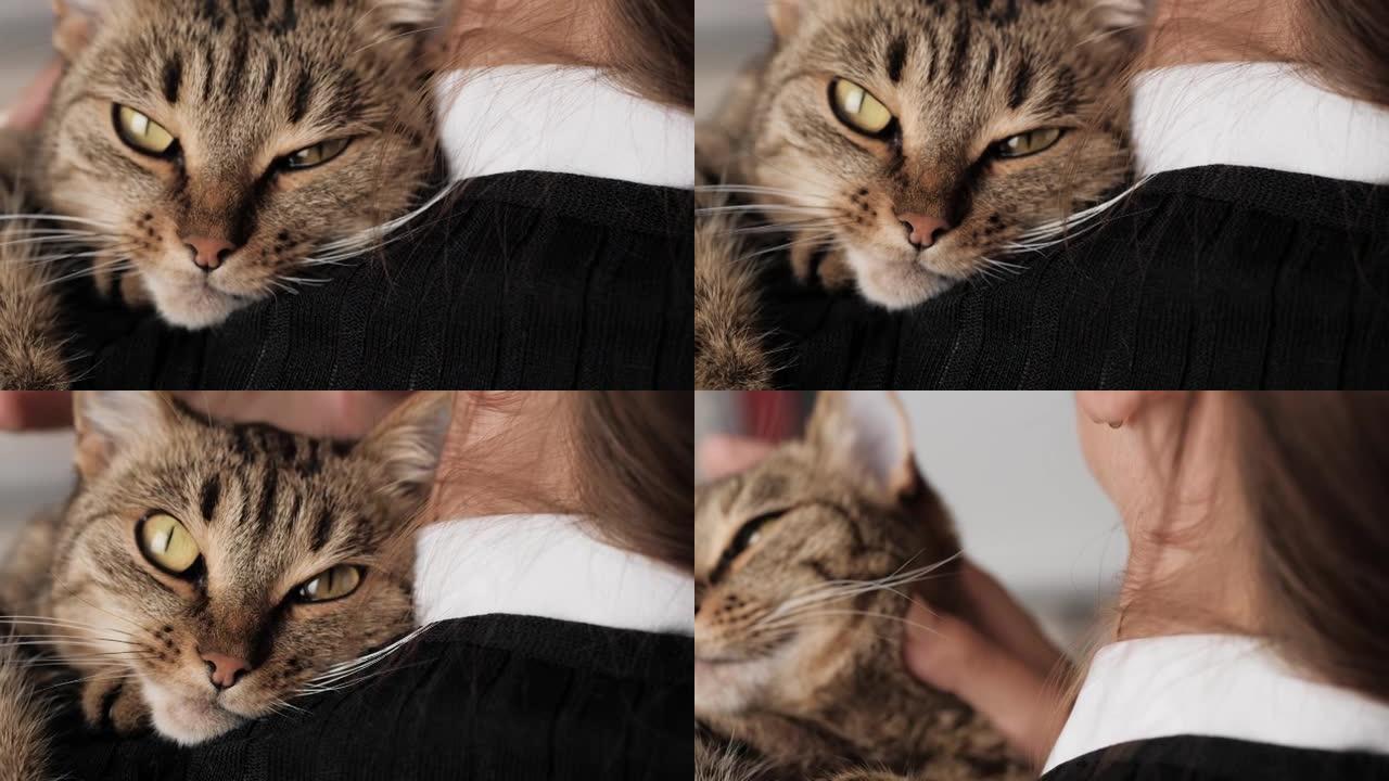 抚摸猫的女人。雌性的手握着美丽的猫，用手抚摸着她的头发，动物从情妇的肩膀后面窥视。特写