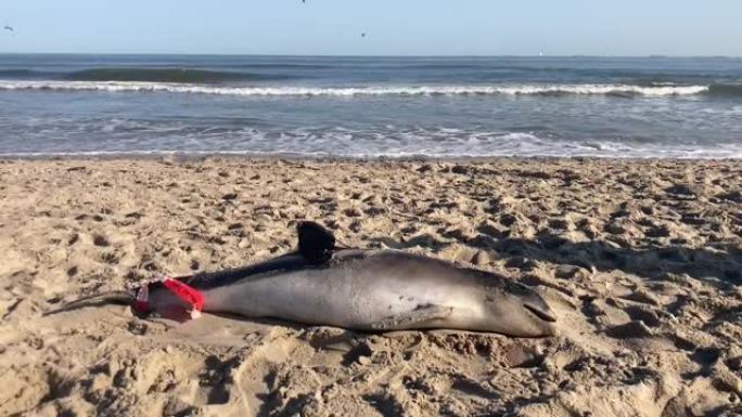 死海豚在沿海海滩上冲上岸