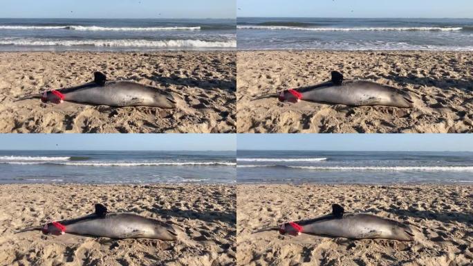 死海豚在沿海海滩上冲上岸