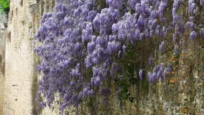 美丽的紫色紫藤 (紫藤) 被风吹到佛罗伦萨的古城墙上。意大利