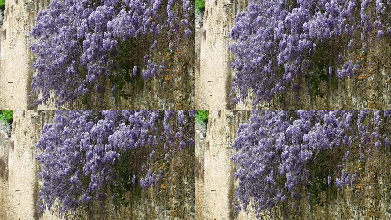 美丽的紫色紫藤 (紫藤) 被风吹到佛罗伦萨的古城墙上。意大利