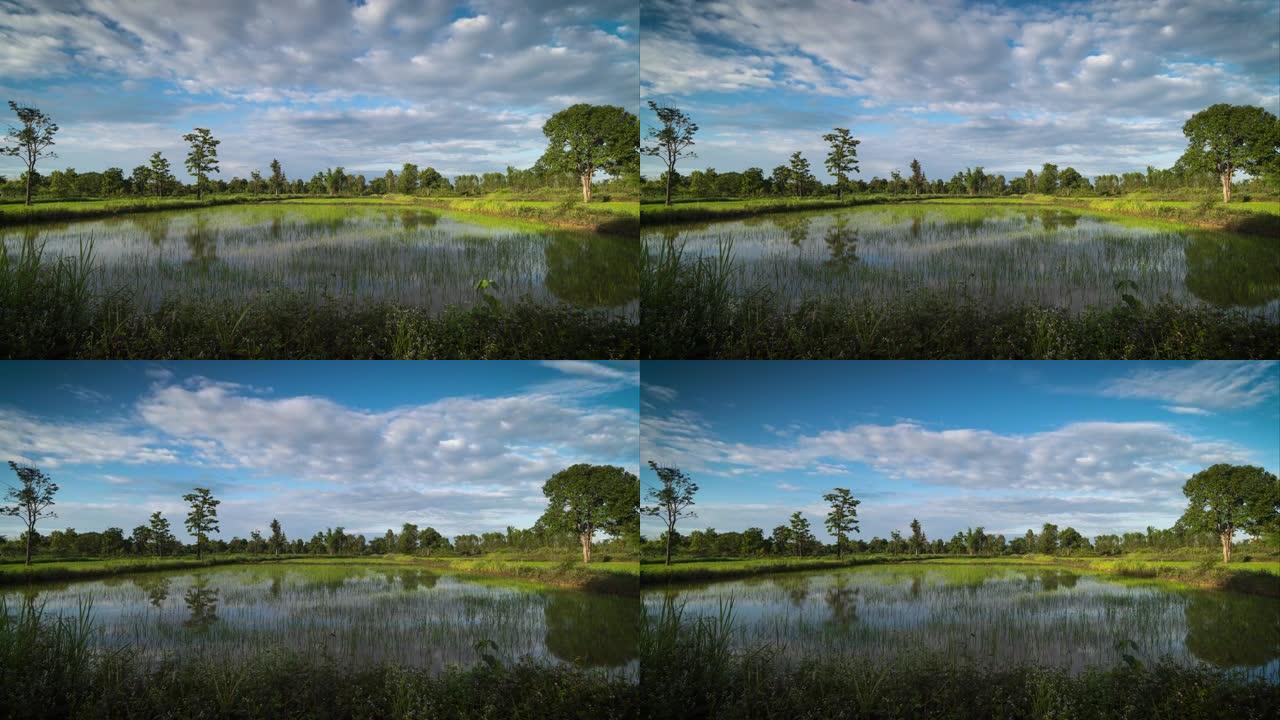 带云的景观稻田林业绿化树林植被生态水源