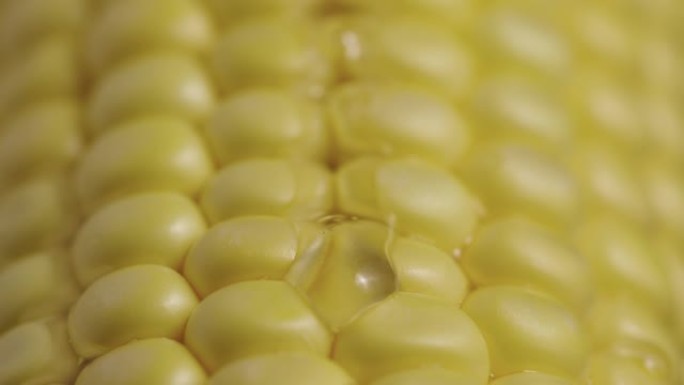 行成熟的黄色玉米粒的宏观拍摄，厚厚的粘稠蜂蜜或油的细流沿其流动。甜美的花蜜包裹着新鲜玉米的金色棒子。
