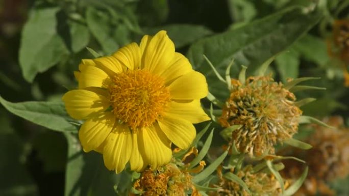 黄花Heliopsis (拉丁语.Heliopsis)