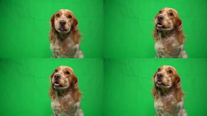 在绿屏背景上看着相机的西班牙猎犬肖像