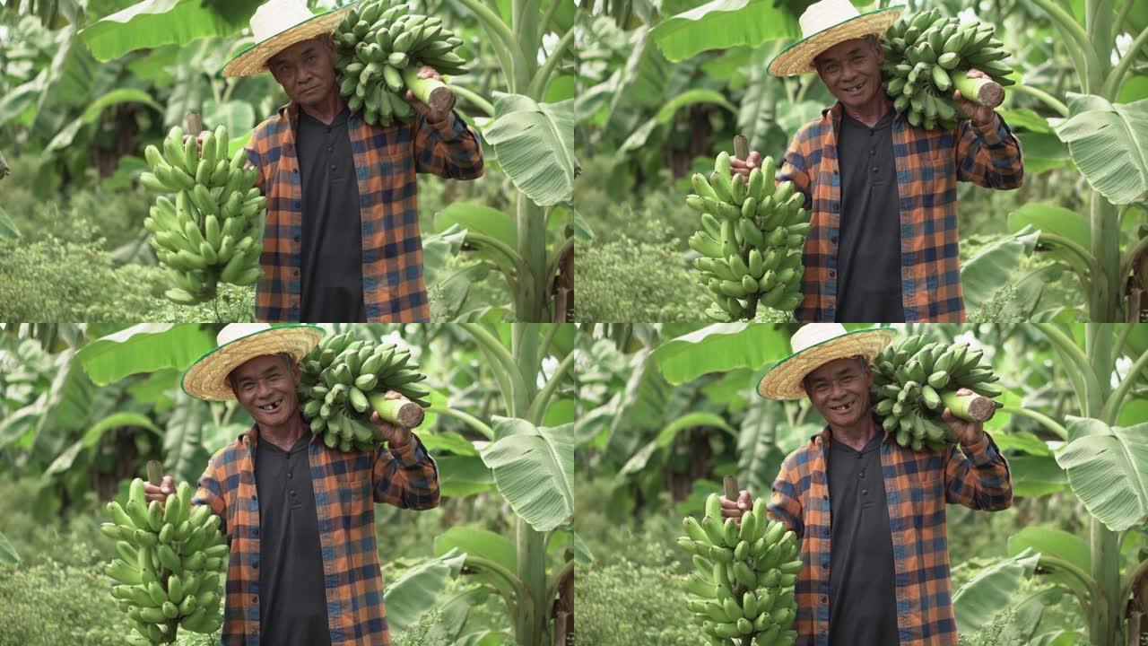 在香蕉农场工作的亚洲高级农民。老人微笑着面对镜头的肖像。老年但仍然健康强壮，以幸福的观念生活。