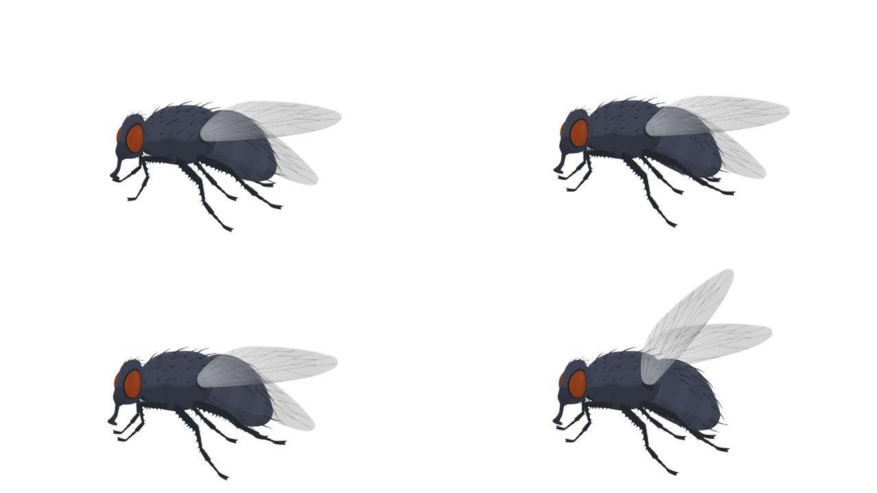 飞。昆虫苍蝇的动画。卡通