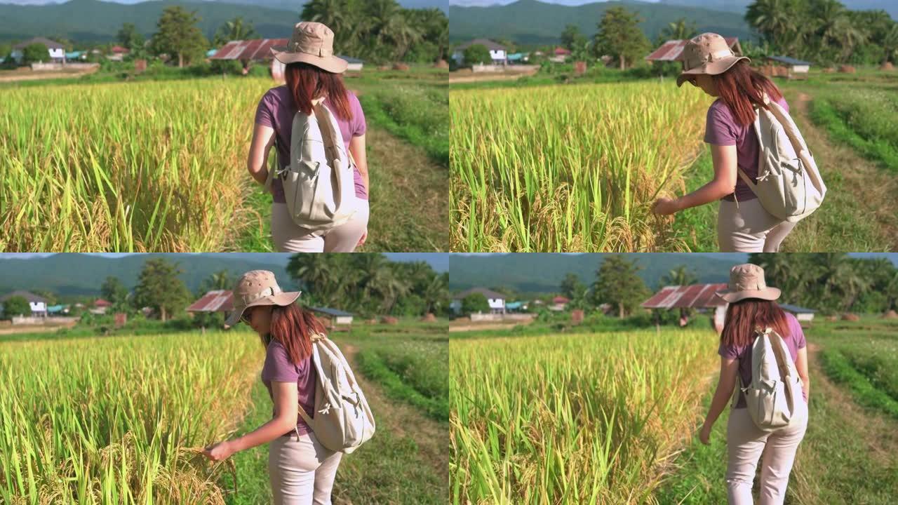 在非都市农业场景中，亚洲妇女在夕阳下的稻田山脊上行走，在水稻树上抚摸稻穗，泰国北部充满兴奋，积极的情