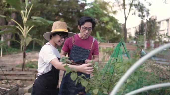 亚洲华人父亲使用数字平板电脑教儿子在后院花园里种菜。