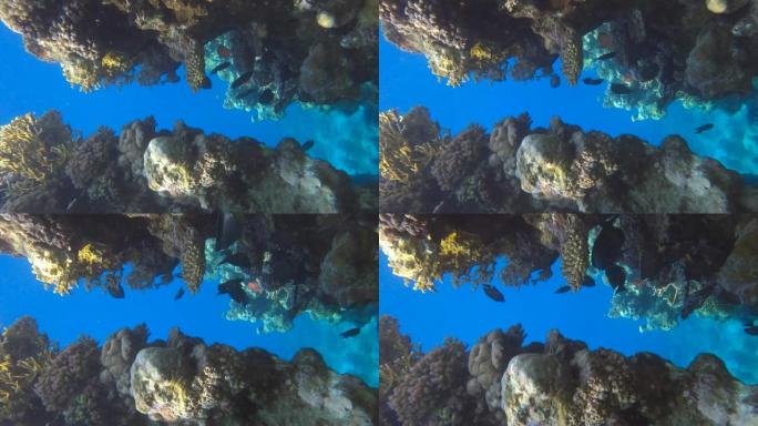 垂直视频: 在珊瑚礁的裂谷中航行。红海美丽的水下峡谷中的阳光。摄像机向前移动