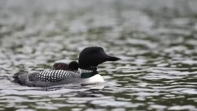 缅因州常见的懒人视频