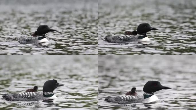 缅因州常见的懒人视频