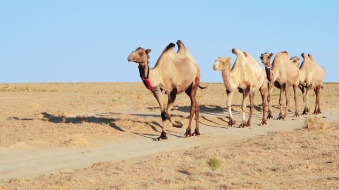 骆驼商队去。