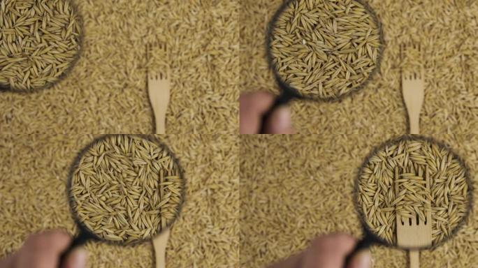 用放大镜放大，用木叉叉燕麦粒。对作物品质的研究。