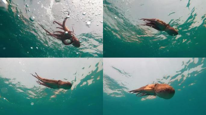 野生章鱼张开双臂水下观察这种生物在地中海试图保护自己游泳。海上一只章鱼