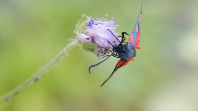 爱沙尼亚花上的一种有红色斑点的细长苏格兰褐飞蛾