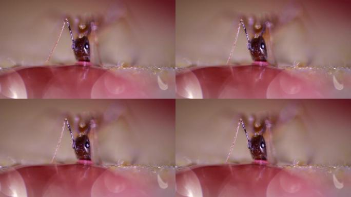 一只蚂蚁近距离吃糖