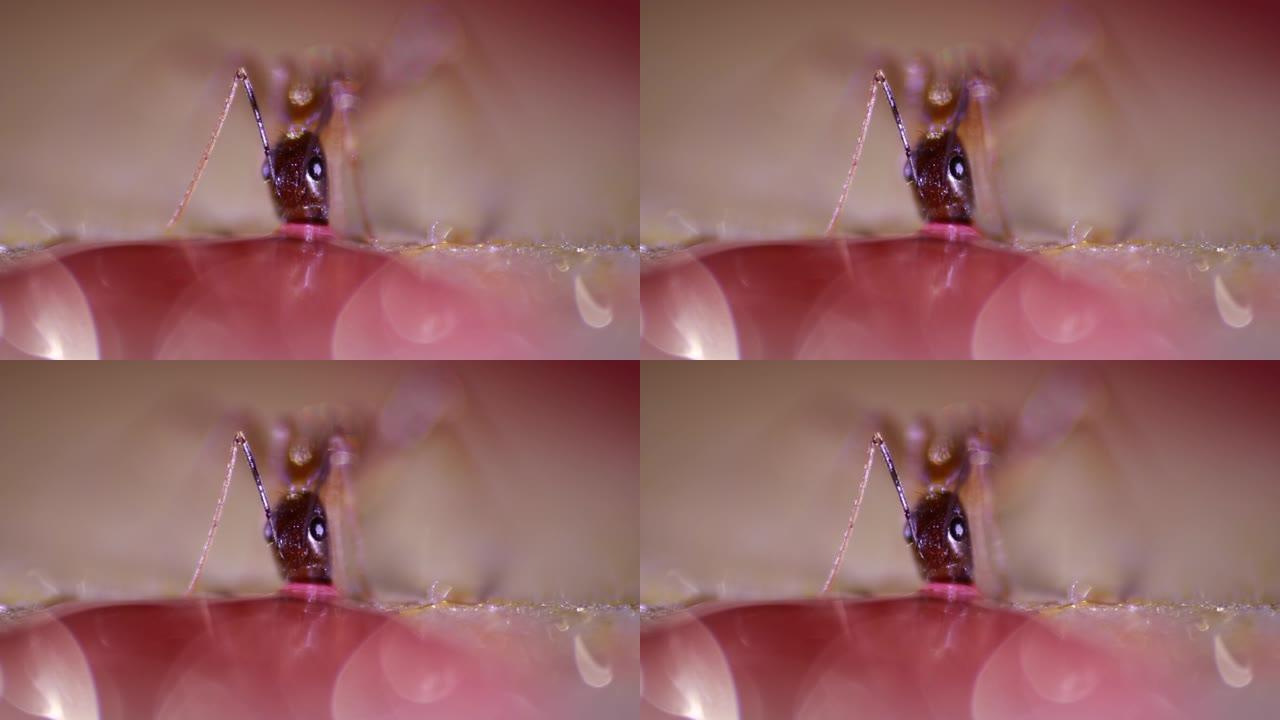 一只蚂蚁近距离吃糖