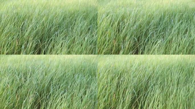 慢动作: 在风吹过草地时的特写镜头