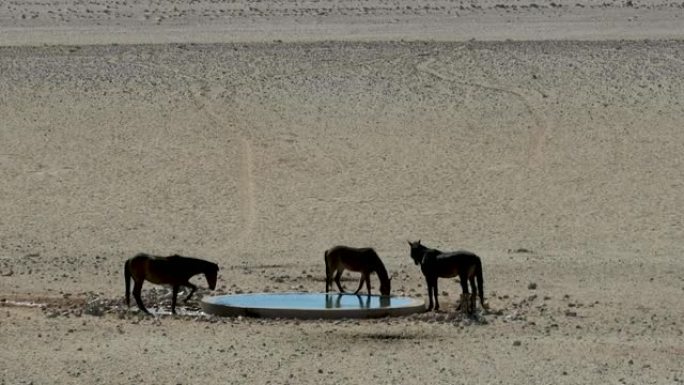 三匹野马在一个人成水坑