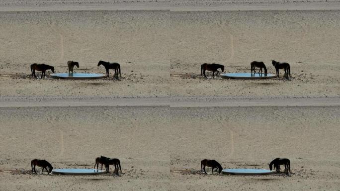 三匹野马在一个人成水坑
