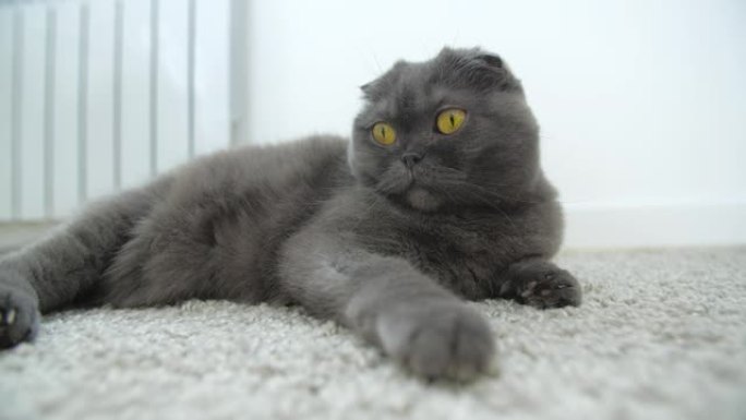 宠物概念。有趣的苏格兰折叠猫在地毯上放松，可爱的有趣的猫在家特写