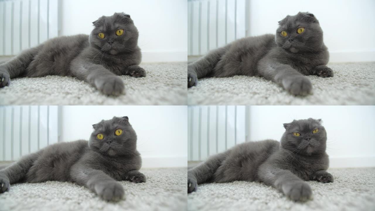 宠物概念。有趣的苏格兰折叠猫在地毯上放松，可爱的有趣的猫在家特写