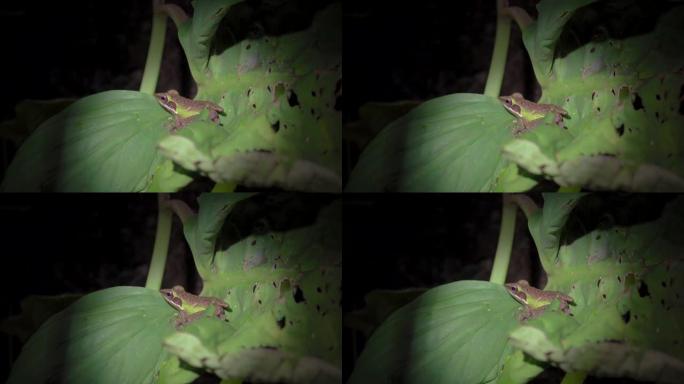 叶子上的马来亚白唇蛙 (Chalcorana labialis)。马来西亚国家公园 (Gunung 