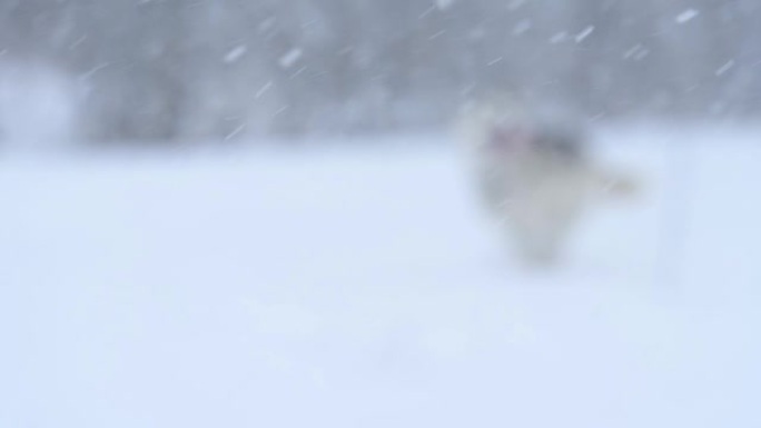 嬉戏开朗的哈士奇在雪地上跳跃奔跑，这是一只快乐的狗的冬季散步。