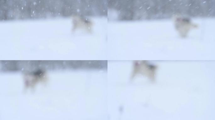 嬉戏开朗的哈士奇在雪地上跳跃奔跑，这是一只快乐的狗的冬季散步。