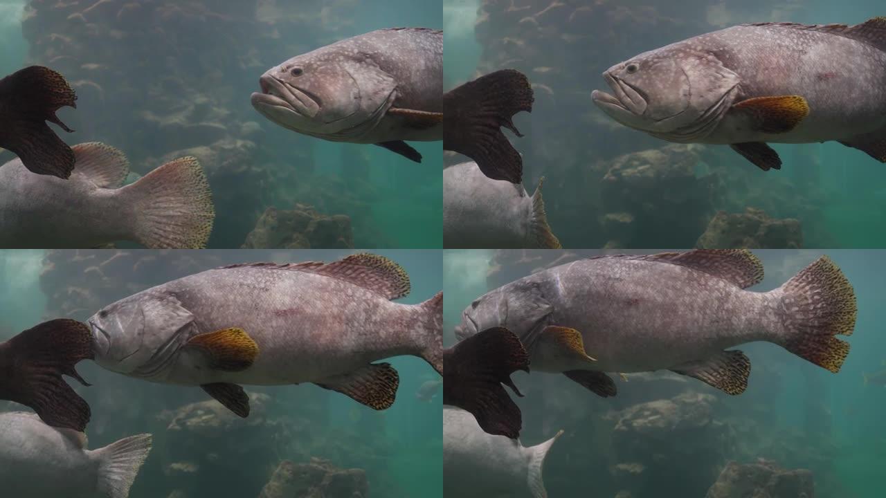 巨型石斑鱼 (Epinephelus lanceolatus)。石斑鱼在红海中的游泳。视频特写4k分