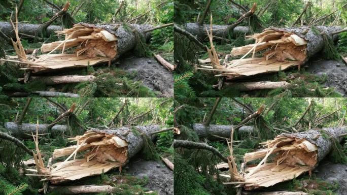 夏季暴风雨后折断了森林树。滑块拍摄，实时，没有人，夏天的白天