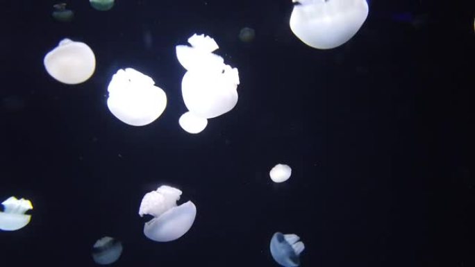 闪亮的充满活力的荧光水母在水下发光，黑暗的霓虹灯动态脉动模糊的背景。幻想催眠神秘迷幻舞蹈。生动的磷光