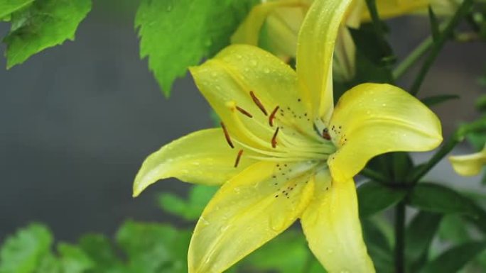 雨中大黄百合的芽。黄色花朵上的雨滴。