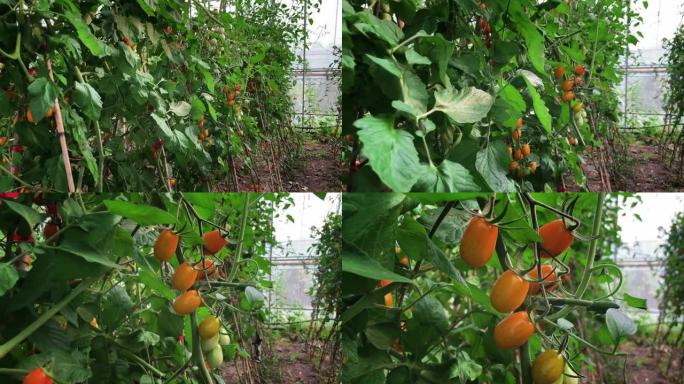在美丽的现代园艺温室中生长的番茄，新的农业技术