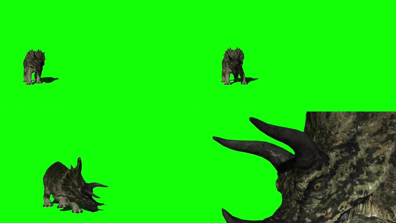 三角龙恐龙在绿色屏幕上攻击